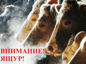 Внимание! Вакцинация против ящура.