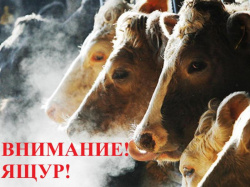 Внимание! Вакцинация против ящура.